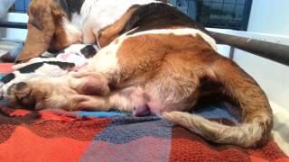 A Basset puppy is born [upl. by Aretahs]