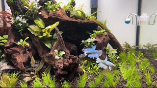 Simple Betta NanoTank Aquascape [upl. by Anirret]