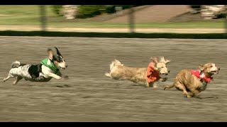 2018 Wiener Dog Races at Emerald Races [upl. by Eyot]