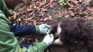 La ricerca del tartufo bianco  Siena Tartufi  Truffle hunting Tuscany [upl. by Joses]