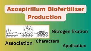 AzospirillumAzospirillum biofertilizerAzospirillum biofertilizer productionAzospirillum Isolation [upl. by Hanyaz456]