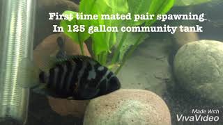 Convict cichlid breeding [upl. by Joappa]