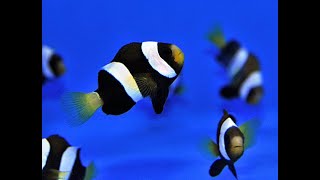 Amphiprion Clarkii Clownfish Bin3aiah Fishes [upl. by Enened]