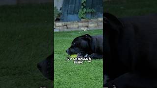 quotMon chien ne ramène pas la balle quot ➡️ lerreur à ne plus commettre  😉 [upl. by Alyal114]