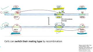 Lecture 5 Mating type switching in S cerevisiae [upl. by Byrd]