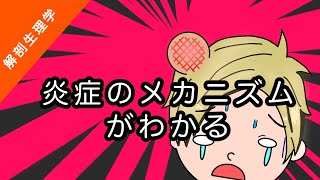 【解剖生理学】炎症のメカニズムを分かりやすく解説【看護に役立つ】 [upl. by Ketchum]