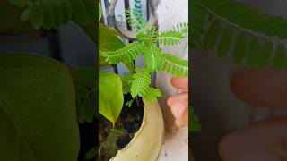 Bhumi Amla Plant Benefits🌿🪴bhumiamla shorts viral trending [upl. by Enidaj]