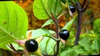 Para Que Sirve La Belladona Propiedades medicinales Atropa belladona [upl. by Marsden]