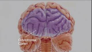 Pusat kesadaran secara fisik berhubungan dengan korteks prefrontal [upl. by Noret]