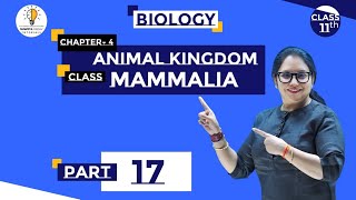 CLASS MAMMAL  Animal Kingdom  Class11 neet biology  cbse onlineclass class11thbiology [upl. by Ayotahc345]