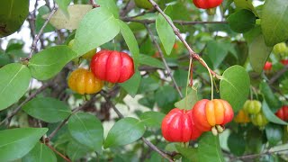 Surinam Cherry Tree Eugenia uniflora [upl. by Atteuqal98]