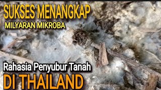 RAHASIA PENYUBUR TANAH DI THAILAND  SUKSES MENGAMBIL MIKROBA pupukpembenahtanahorganik [upl. by Hourigan370]