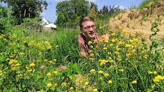 Raupenfutterpflanzen für Schmetterlinge die in KEINEM Garten fehlen dürfen [upl. by Alikam651]