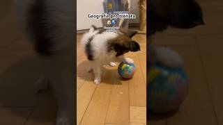 Geografie pro štěňata 🌎😁🐶 Geography for puppies papillon dog puppy doglove geography [upl. by Harday]