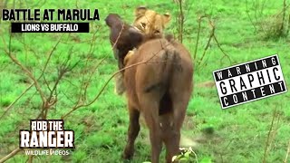 Lions Vs Buffalo Battle At Marula  Epic Safari Showdown [upl. by Lorrin]