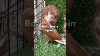 Best Jacobin Pigeons  High Quality Jacobins  Brown Jacobins  Fancy Pigeons [upl. by Aitnis]