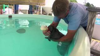 Baby Manatee Bottle Feeding [upl. by Inot47]