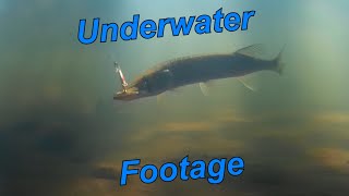 Underwater footage from local ponds rivers and lakes [upl. by Yhtomiht492]