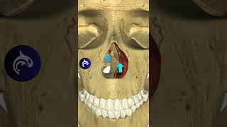 What Happens When You Have a Deviated Septum nose sleepapnea medicalanimation [upl. by Tayyebeb618]