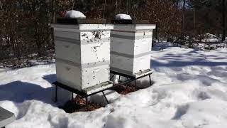 Wintering bees in Wisconsin [upl. by Trillby664]