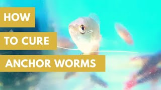 Bass Fishing How to Texas Rig Soft Plastic Worms with Scott Martin [upl. by Ffej187]