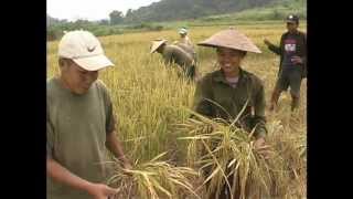 Rice Harvesting Systems English [upl. by Ingmar]