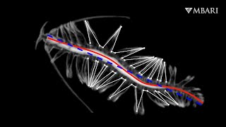 Effective and elegant New research reveals swimming mechanics of the gossamer worm [upl. by Sidwohl]