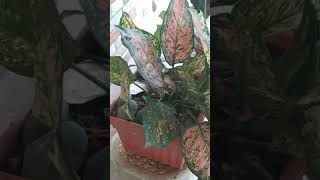 Aglaonema Plantaornamental [upl. by Bernardo]