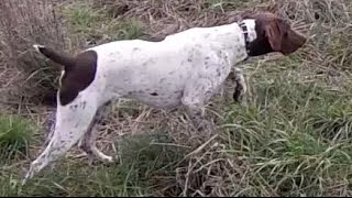 Pheasant Hunting with German Shorthaired Pointer GoPro [upl. by Delahk303]