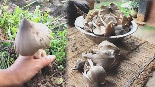 Termitomyces mushroom🍄 collecting cooking and eating in village  Living in nature🌿⛰️ [upl. by Ericksen]