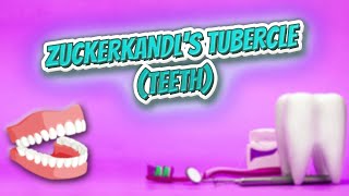 Zuckerkandls tubercle teeth  Everything Dentistry 🔊✅ [upl. by Noland]