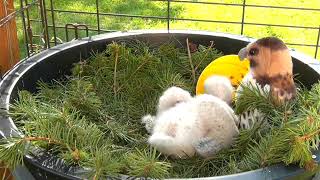 FalconryNest Cam  Ferruginous Hawk 15 Days Old [upl. by Noiram]