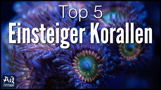 Top 5 Einsteiger Korallen für dein Meerwasser Aquarium  AquaOwner [upl. by Hinman]