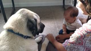 Kangal With A Baby [upl. by Pontius]