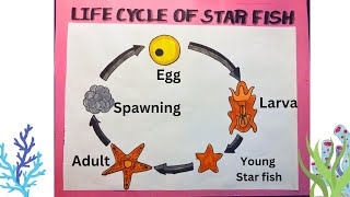 Life cycle of Starfish Drawing  Star fish life cycle fifth grade starfish easylifecycledrawing [upl. by Atews]