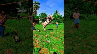 😯Tiger Skin Bull Mass Jump🔥Tamilnadu Rare Breed👿 jallikattu kaalai viralvideos shorts [upl. by Cohligan397]