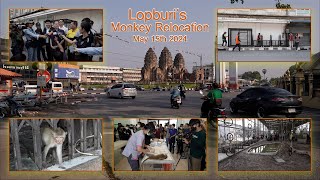 Lopburi Monkey Relocation May 15th 2024  A film by David Found [upl. by Nedah501]