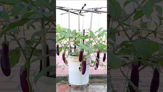 How to grow eggplants from seed to harvest [upl. by Reltuc426]