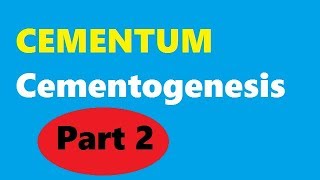 Cementum Part 2 Cementogenesis [upl. by Arraic]