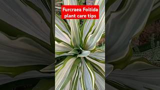 Furcraea foilida plant care tips gardening indoorplants plants shorts [upl. by Axia177]