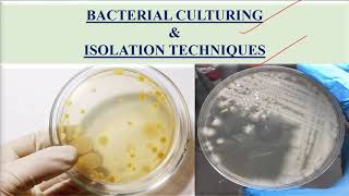 Culturing and isolation of bacteria [upl. by Phio764]