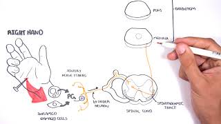 PAIN Physiology  The Ascending Pathway Descending Pain Pathway and the Substantia Gelatinosa [upl. by Winzler]