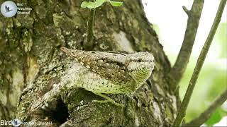 Eurasian wryneck singing call sound full hd [upl. by Aydiv]