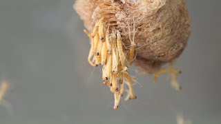 Hatching Chinese Praying Mantis  Sony A6000  VENUS Laowa 65mm F28 21 macro [upl. by Eniamert]