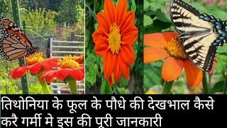 164How to grow and care Tithonia Torch red best caring tips and summer Flowers plant 🌿 🌻🌞 [upl. by Llovera]