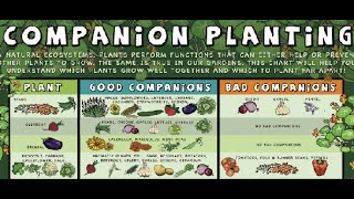 What is Companion Planting Food Forest Examples [upl. by Eislrahc615]