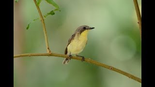 Suara Burung Remetuk Laut  Pleci Buara dan Videonya di Alam Goldenbellied Gerygone [upl. by Eellac28]