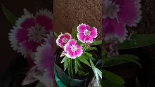 dianthus chinensis plant care  dianthus chinensis plant [upl. by Layap]