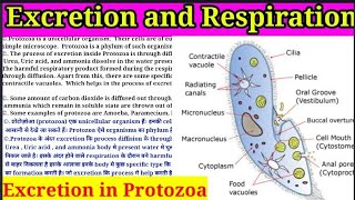 Excretion in Invertebrates  Part 1 Excretion in Protozoa  MSc 1st year Imp for 2023 msc [upl. by Sharma]