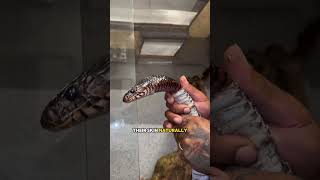 Truth Behind Viral Video Of Snake  snake shedding skin shorts [upl. by Idola]